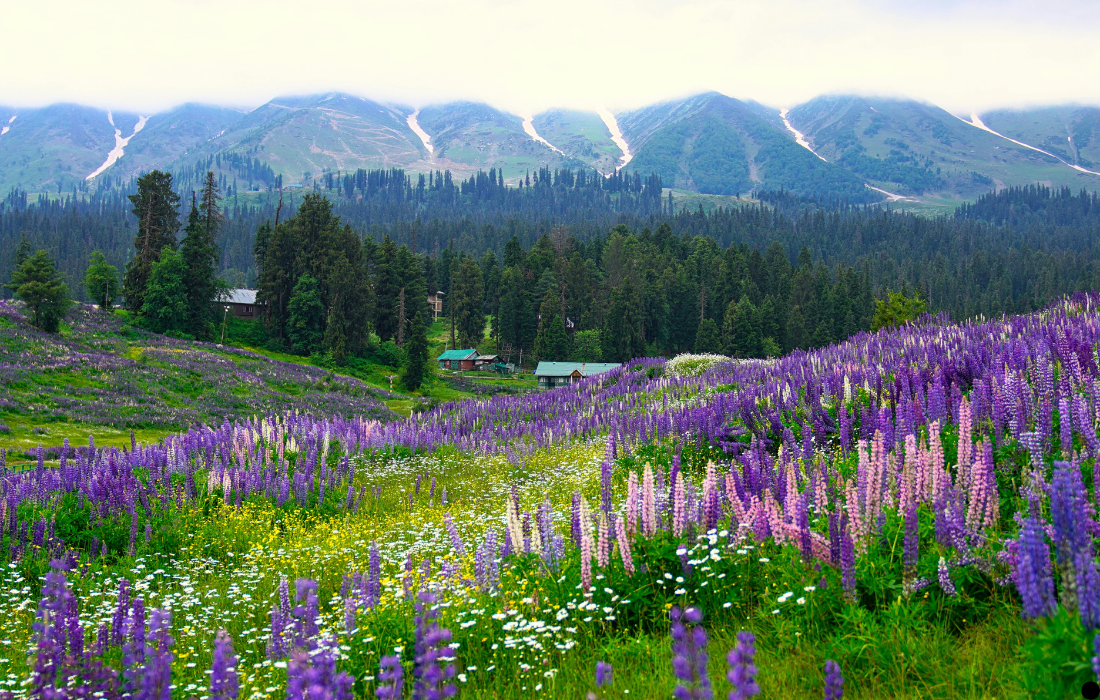 Leisure Day in Gulmarg